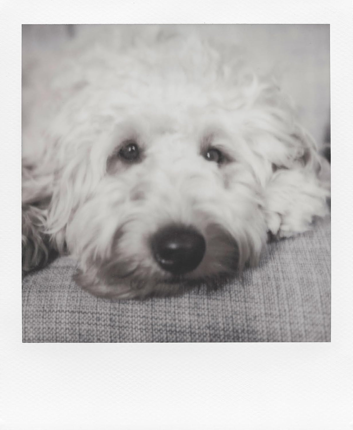 Polaroid B&W Film for 600 (6003)