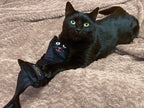 British-Made Refillable Catnip Kicker Toy – 50cm Plush Black Cat with Front Pocket & Bonus Catnip Refill Bag – Freshly Made in the UK, Durable & Eco-Friendly Fun (Black, Catnip, Refillable Cat Kicker)